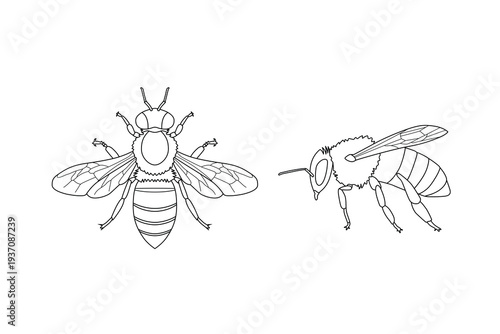 Western Honey Bee Technical Line Art — Top and Side View Scientific Illustration