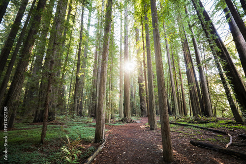 View of sunbeams pierce through the towering redwood trees, casting dappled light on the forest floor, creating a scene of natural majesty, Weott, California, United States.