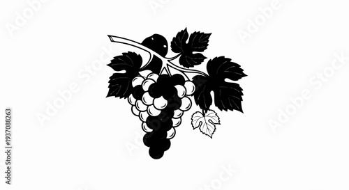 Black and white illustration of a grape cluster with leaves on a vine