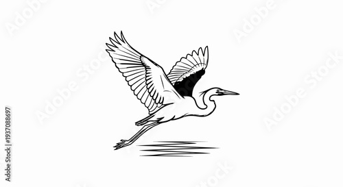 Black and white illustration of a heron flying over water