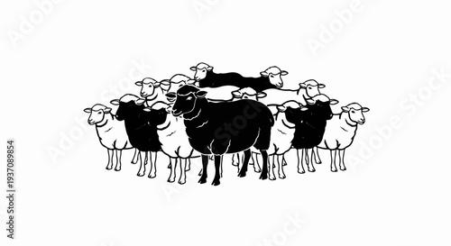 A flock of sheep, one black sheep stands out amongst the white