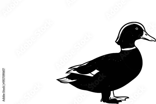 Detailed illustration of a black duck with white accents on its head and neck