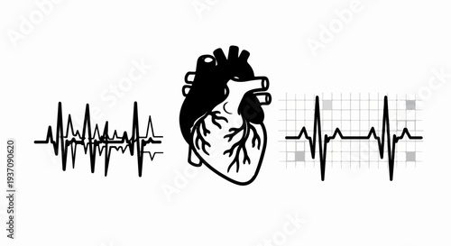 Anatomical heart illustration with three stylized electrocardiogram readings