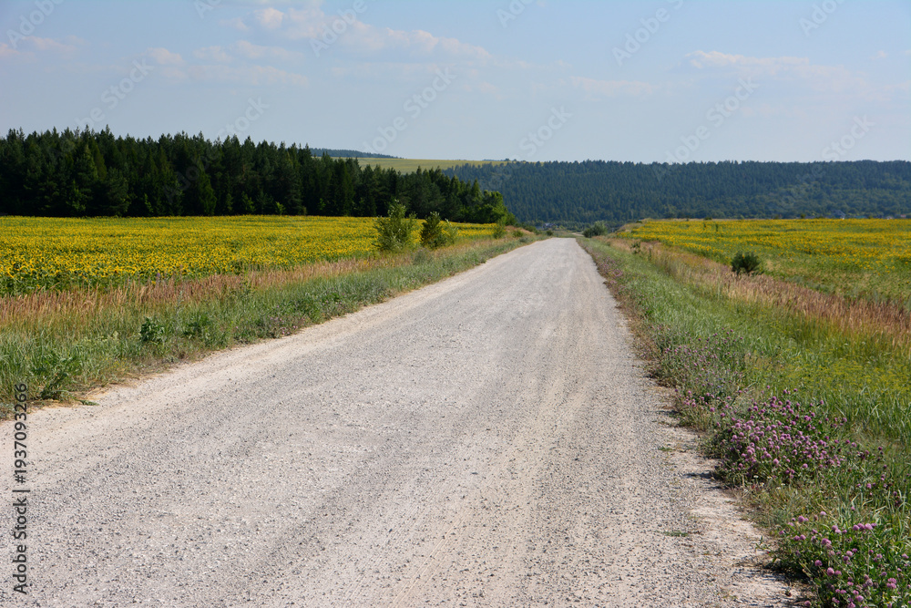 Obraz premium Long Dirt Road Through Yellow Flower Fields in Rural Landscape