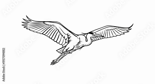 Line art illustration of a heron bird in flight