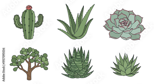 Variety of green plants and succulents