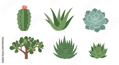 Variety of succulent plants isolated on white