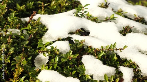 Bush covered with snow that has fallen overnight.
