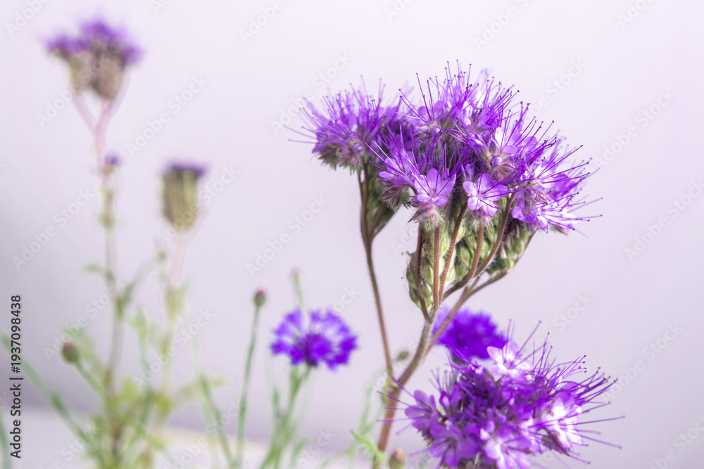 Fototapeta premium Beautiful large head of blooming phacelia tanacetifolia or purple tansy flowers.