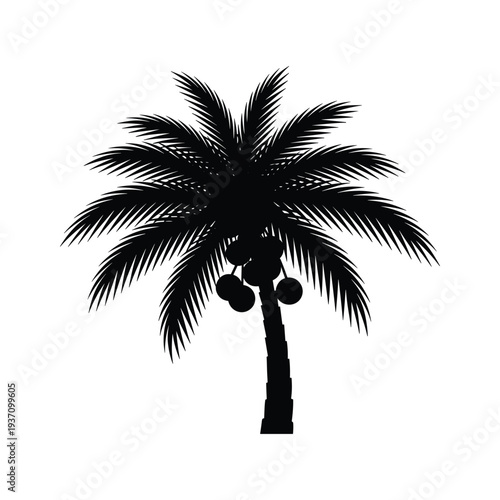 Palm Tree Coconuts Tropical Vector Commercial