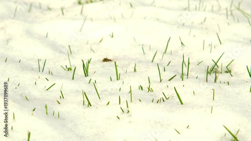 Grass hidden beneath the newly fallen snow.