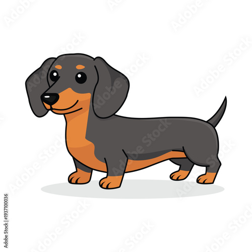 Illustration of a standing dachshund dog with floppy ears and short legs in a simple style