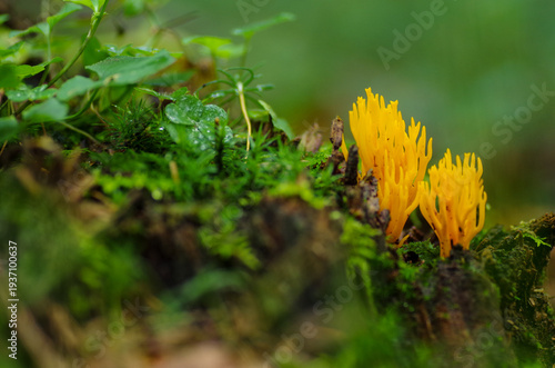 Foto Brightly colored fungus Yellow Stagshorn
(Calocera viscosa)