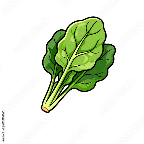 [Vector EPS]Fresh green leafy vegetable illustration showing healthy spinach leaves