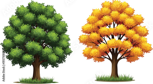Lush green summer tree and vibrant orange autumn maple tree illustrations representing seasonal changes nature growth and environmental beauty