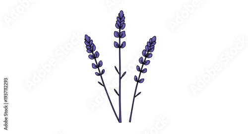 lavender, flower, flowers, floral, blossom, bloom, plant, herb, botanical, nature, purple, violet, aroma, fragrant, garden, spring, summer, wildflower, bouquet, stem, leaf, leaves, petal, petals, natu