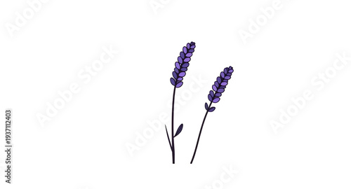 lavender, flower, flowers, floral, blossom, bloom, plant, herb, botanical, nature, purple, violet, aroma, fragrant, garden, spring, summer, wildflower, bouquet, stem, leaf, leaves, petal, petals, natu