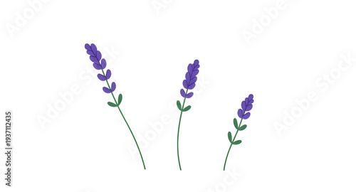 lavender, flower, floral, blossom, bloom, plant, herb, botanical, nature, purple, lilac, violet, fragrant, aroma, scented, garden, spring, summer, countryside, wildflower, stem, sprig, bouquet, leaf, 