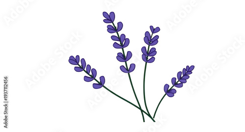 lavender, flower, floral, blossom, bloom, plant, herb, botanical, nature, purple, lilac, violet, fragrant, aroma, scented, garden, spring, summer, countryside, wildflower, stem, sprig, bouquet, leaf, 