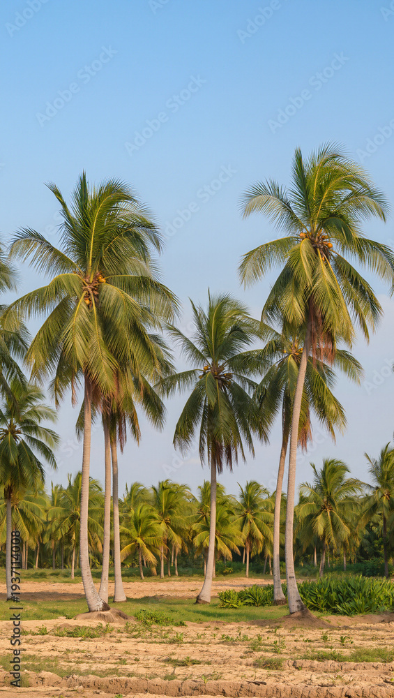 Naklejka premium palm trees on the beach
