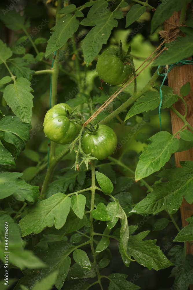 Fototapeta premium Unripe green tomatoes growing on vine tied to support in vegetable garden. Fresh tomato fruits developing on plant with leaves and stems in natural organic cultivation.