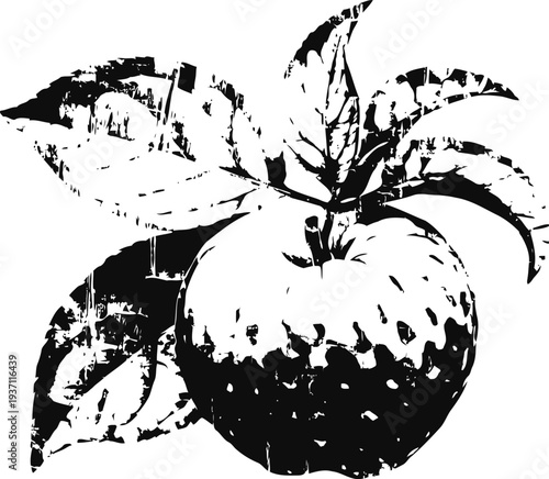 Apple with leaves illustration in vintage black and white style, natural fruit drawing