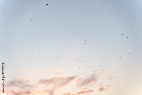 Flock of Birds Flying Over Misty Sky at Dusk – Peaceful Nature Background