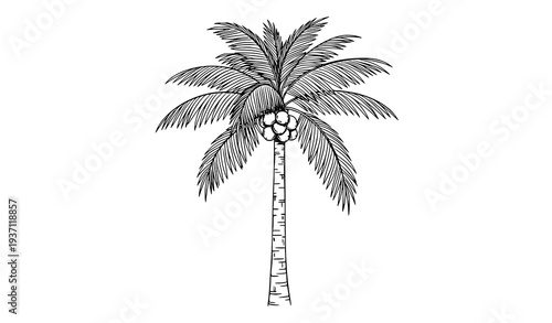 Hand Drawn Coconut Palm Tree Sketch Black and White Tropical Botanical Vector Illustration