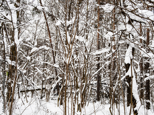 Tablou pe pânză snowy tangled, windfall trees in forest in winter