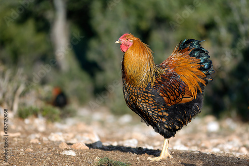 golden wyandotte