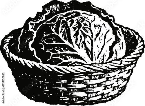 Basket of cabbage vegetables fresh produce in rustic woven container healthy green leafy food illustration