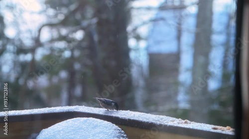 Wallpaper Mural Nuthatch white breasted wild bird eating suet seed on home house balcony in winter snow, falling ice snowing in Virginia macro closeup Torontodigital.ca