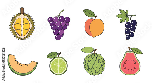 Assorted colorful fruit illustrations on white