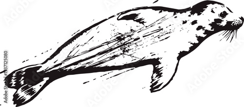 Black and white illustration of a harbor seal swimming underwater with detailed texture and shading