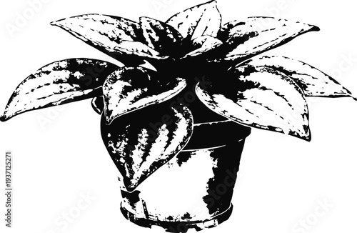 Potted plant with large leaves indoor houseplant in a clay pot with textured foliage