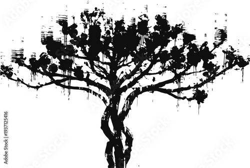 Silhouette of a large spreading tree with twisted trunk and hanging branches against white background
