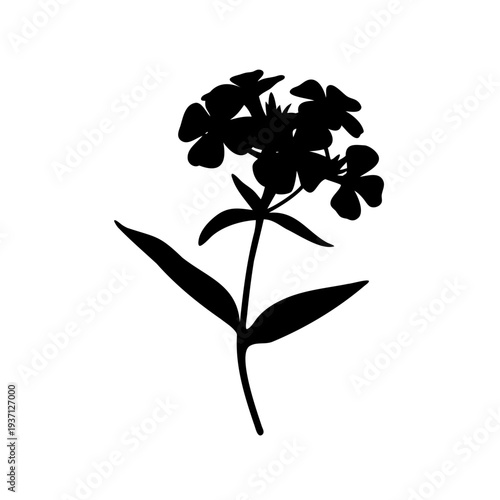 Black silhouette of a phlox flower with stem and leaves isolated