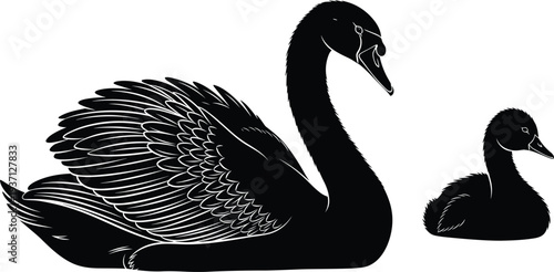 Black swan silhouette with cygnet detailed feather wings elegant water bird isolated vector illustration wildlife nature design element