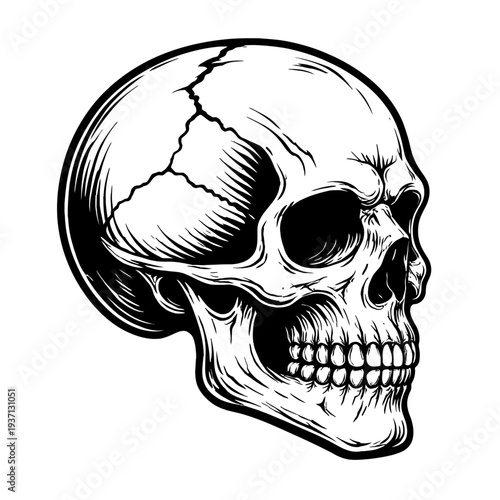 Detailed black and white vector illustration of a human skull in side profile with cracked cranium and shaded bone textures, perfect for tattoo art, gothic themes, vintage designs, heavy metal graphic