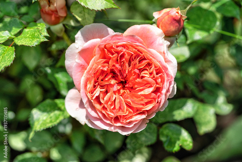 Blooming red roses flower on a bush in a garden.