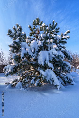 A large pine tree under the snow, in winter in Russia.