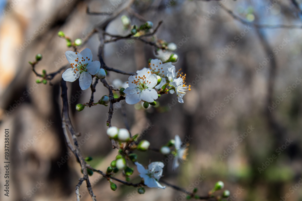 Obraz premium White Cherry Blossom in Spring 