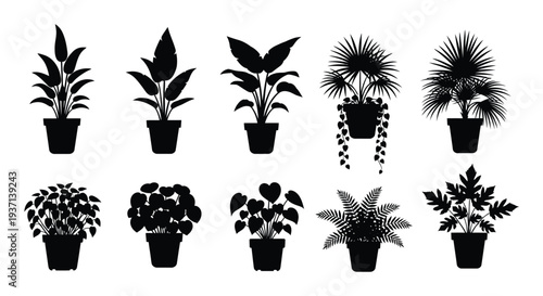 Collection of potted indoor plants in black silhouette displaying diverse leaf shapes and sizes high quality