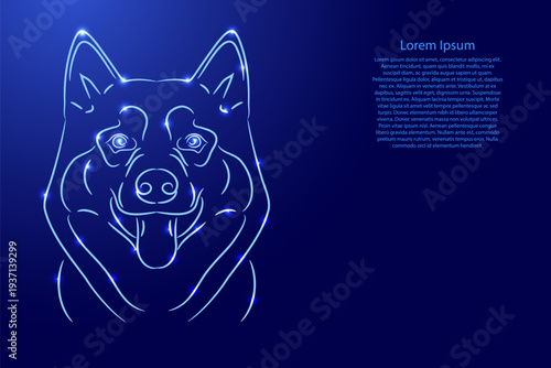 head of Alaskan malamute dog from contour blue brush lines different thickness and glowing stars on dark background