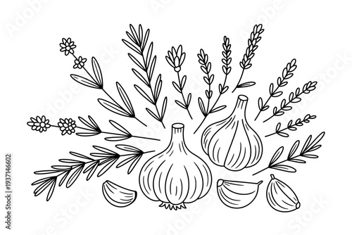Onion illustration with herbs and spices in a simple line drawing style