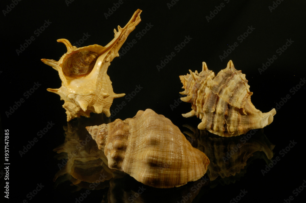 Fototapeta premium Mediterranean murex (Thais haemastoma, Bolinus brandaris, Phyllonotus trunculus). From these mollusks, the Phoenicians and Romans extracted purple, used to dye fabrics. Sardinia, Italy.