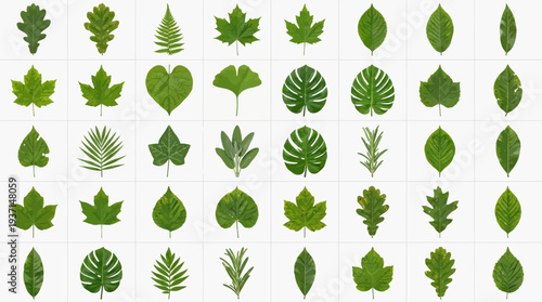 Collection of various green leaves in different shapes and sizes.