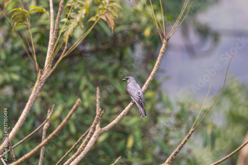 Large cuckooshrike at at Rongtong. Darjeeling, West Bengal, India