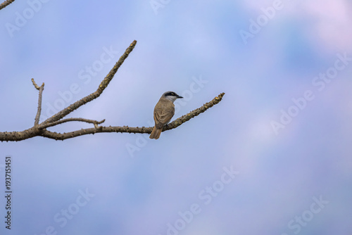 A subtle sentinel of the Himalayan foothills, where shadow, bark, and bird blend into one-large woodshrike (Tephrodornis virgatus) at Rongtong. Darjeeling, West Bengal, India