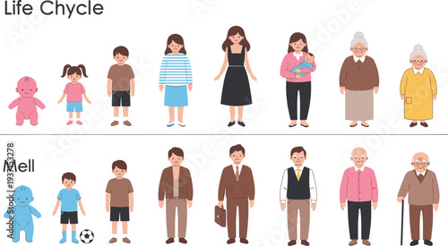 Human life cycle illustration showing male and female stages from infancy to old age, depictartwork.Human life cycle illustration showing male and female staginfay old age, d